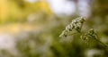 Cow Parsley A Anthriscus Sylvestris Wild Chervil