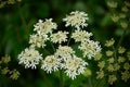 Cow Parsley - Anthriscus syvestris