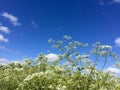 Cow parsley and blue sky background Royalty Free Stock Photo