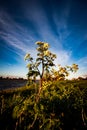 Cow parsley Royalty Free Stock Photo