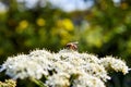 Cow Parsley Flower with bee