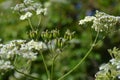 Cow parsley flower with seeds forming Royalty Free Stock Photo