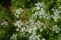 Cow parsley flowering in an English hedgerow Royalty Free Stock Photo