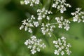 Cow parsley plant flower, Anthriscus sylvestris