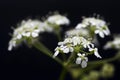 Cow parsley weed anthriscus sylvestris queen annes lace