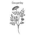 Cow parsley or wild chervil anthriscus sylvestris , medicinal plant