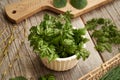 Cow parsley - a wild edible plant harvested in winter, with onion grass and garlic mustard in the background Royalty Free Stock Photo