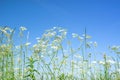 Cow parsley wildflowers in blue sky