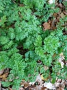 Cow parsley young seedling