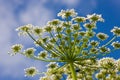 Cow parsnip Royalty Free Stock Photo