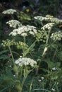 Cow parsnip Royalty Free Stock Photo