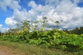 Cow-parsnip Royalty Free Stock Photo