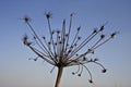 Cow parsnip Royalty Free Stock Photo