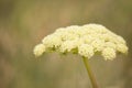 Cow Parsnip Royalty Free Stock Photo