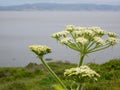 Cow Parsnip, Indian Celery Royalty Free Stock Photo