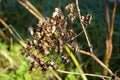 Cow Parsnip   845506 Royalty Free Stock Photo