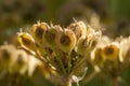 Cow Parsnip Seed Cluster - Little Natural Hearts
