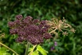 Cow Parsnip Seeds Royalty Free Stock Photo