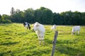 Cow in pasture