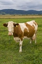 Cow on a pasture Royalty Free Stock Photo