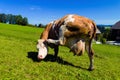 Cow on a pasture Royalty Free Stock Photo