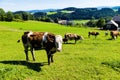 Cow on a pasture Royalty Free Stock Photo