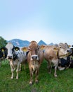 Cow pasture in Alps. Cows in pasture on alpine meadow in Switzerland. Cow pasture grass. Cow on green alpine meadow. Cow Royalty Free Stock Photo