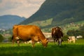 Cow pasture in Alps. Cows in pasture on alpine meadow in Switzerland. Cow pasture grass. Cow on green alpine meadow. Cow Royalty Free Stock Photo