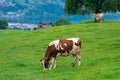 Cow pasture in Alps. Cows in pasture on alpine meadow in Switzerland. Cow pasture grass. Cow on green alpine meadow. Cow