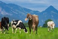 Cow pasture in Alps. Cows in pasture on alpine meadow in Switzerland. Cow pasture grass. Cow on green alpine meadow. Cow Royalty Free Stock Photo