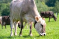 Cow pasture in Alps. Cows in pasture on alpine meadow in Switzerland. Cow pasture grass. Cow on green alpine meadow. Cow Royalty Free Stock Photo