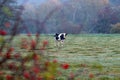 Cow in a pasture in autumn by a misty morning Royalty Free Stock Photo