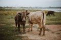 Cow on pasture during autumn morning. Royalty Free Stock Photo