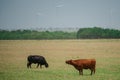 Cow on a pasture. Brown and black cows on green grass background.