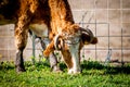 Cow on pasture, close-up Royalty Free Stock Photo