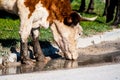 Cow on pasture, close-up Royalty Free Stock Photo