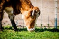 Cow on pasture, close-up Royalty Free Stock Photo