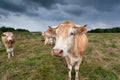 Cow on pasture close up Royalty Free Stock Photo