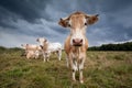 Cow on pasture close up Royalty Free Stock Photo