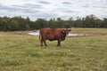 Cow in a Pasture Royalty Free Stock Photo