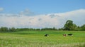 Cow pasture in field, Lithuania Royalty Free Stock Photo