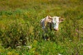 Cow in a pasture