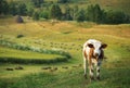 Cow on the pasture Royalty Free Stock Photo