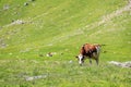 A cow in a pasture on high alps mountain land