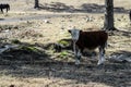 Cow in the pasture