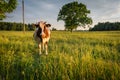 Cow in the pasture in Latvian countryside at sunset Royalty Free Stock Photo