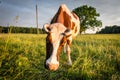 Cow in the pasture in Latvian countryside at sunset Royalty Free Stock Photo