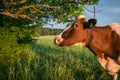 Cow in the pasture in Latvian countryside before sunset Royalty Free Stock Photo