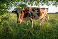 Cow in the pasture in Latvian countryside before sunset Royalty Free Stock Photo