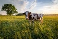 Cow in the pasture in Latvian countryside before sunset Royalty Free Stock Photo